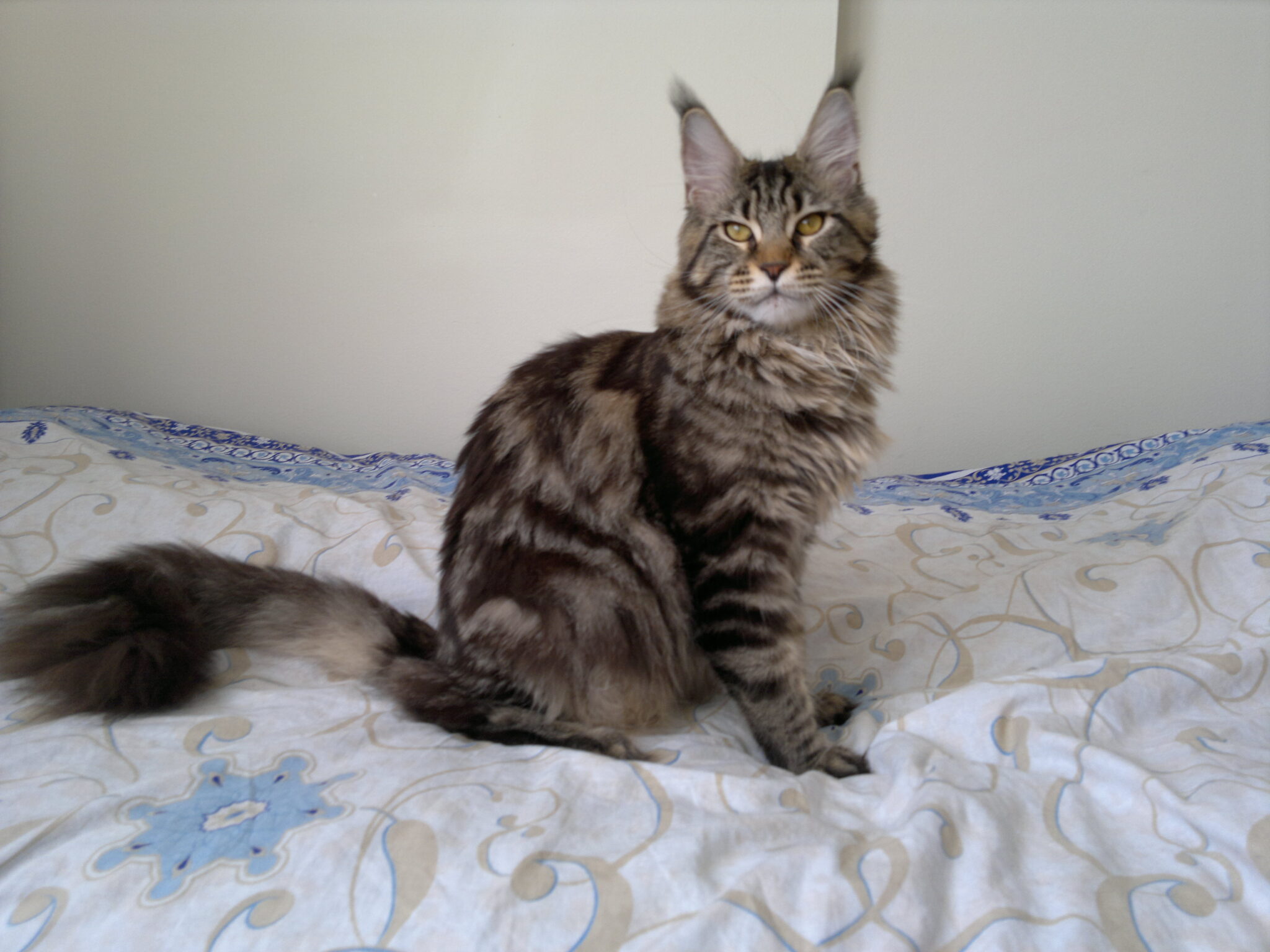Our Cats Fancy Lynx Maine Coons