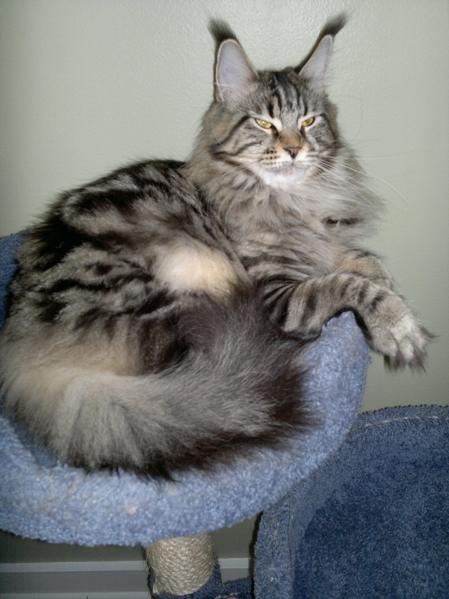 Fancy Lynx Maine Coons