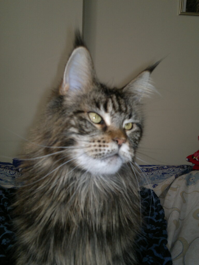 maine coon lynx