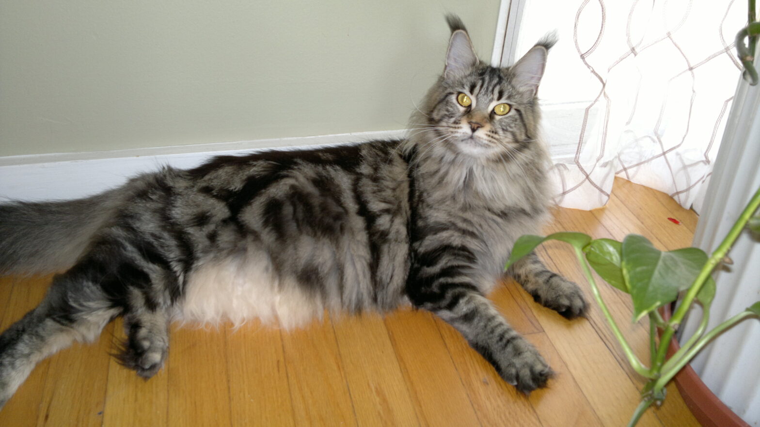 Our Cats Fancy Lynx Maine Coons