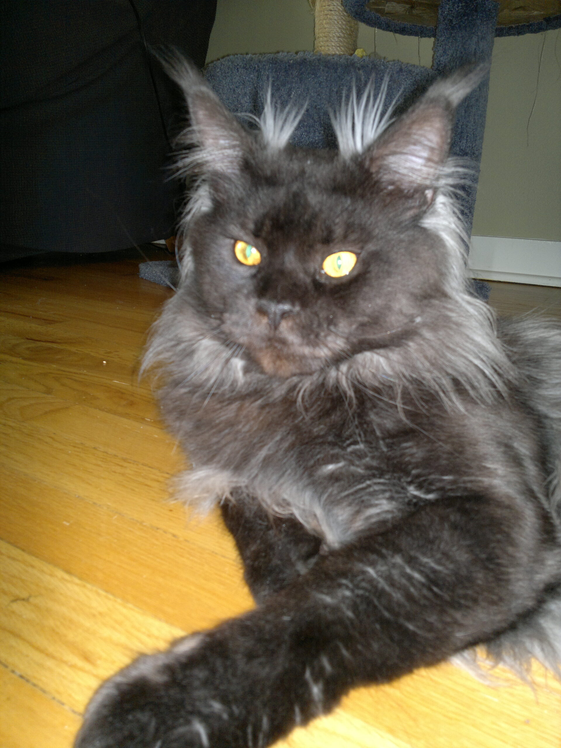 Fancy Lynx Maine Coons